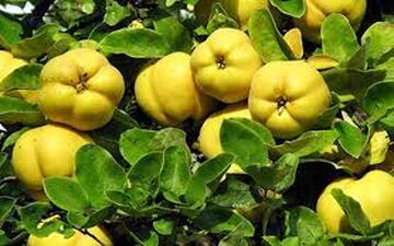 رفع گرفتگی‌ رگ‌ها و عروق قلب با این نوشیدنی