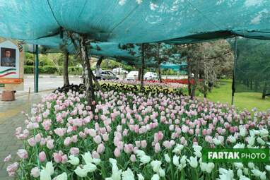 گزارش تصویری از پیاده راه لاله برای مادران 