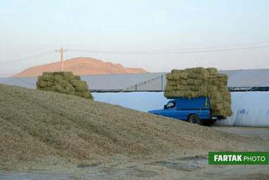 گزارش تصویری بازدید از گاوداری 1000رأسی کاوات در روستای حسن آباد از توابع شهرستان روانسر