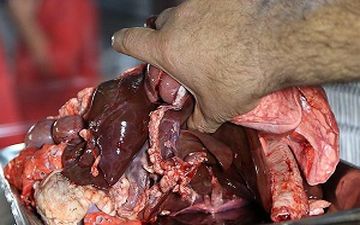 جگرخوری با اعمال شاقه + فیلم