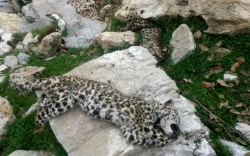 بقایایی از لاشه یک پلنگ پوست‌کنده شده در غرب گیلان کشف شد