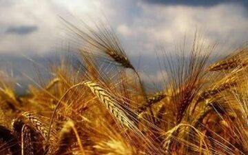 بعد از بحران مرغ و گوشت نوبت گندم رسید؟
