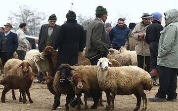 ثبات قیمت دام زنده در آبان ۱۴۰۵؛ گوسفند ۷۰۵ هزار تومان