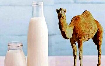 تاثیر شیر شتر برای دیابتی ها