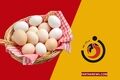  مصرف تخم‌مرغ چه فواید و عوارضی دارد؟ روزی چند عدد بخوریم؟ 