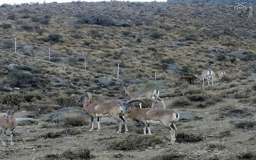 دستگیری شکارچی غیرمجاز در ارتفاعات «شن‌دره» فیروزکوه