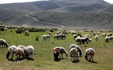  در آینده‌ای نزدیک عشایر منطقه مغان ساماندهی می‌شوند