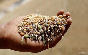 قیمت خرید تضمینی گندم در بازه ۴۷،۵۰۰ تا ۴۹،۵۰۰ تومان قطعی شد