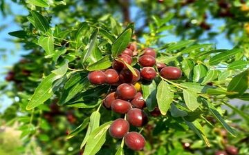 خواص عناب برای پیشگیری از سرماخوردگی