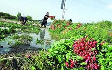 سبزی با طعم فاضلاب + فیلم