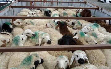 خروج دام زنده از استان‌ها بدون مجوز سازمان دامپزشکی قاچاق محسوب می شود

