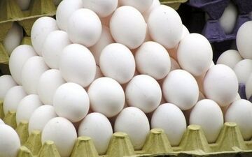  خرید بسته ۱۵ عددی «تخم مرغ» چقدر آب می خورد؟+جدول 