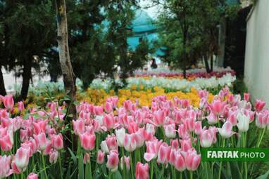 گزارش تصویری از پیاده راه لاله برای مادران 