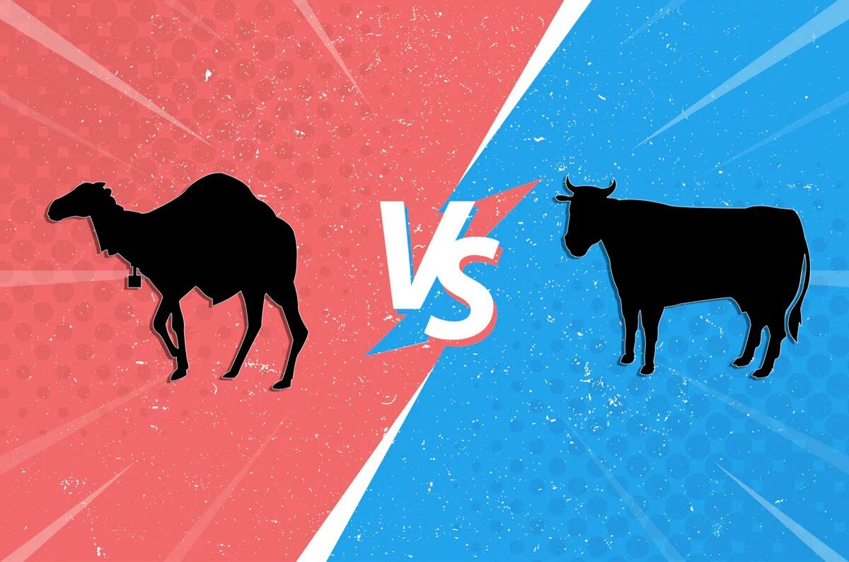 شیر شتر یا گاو: کدام برای سلامتی بهتر است؟