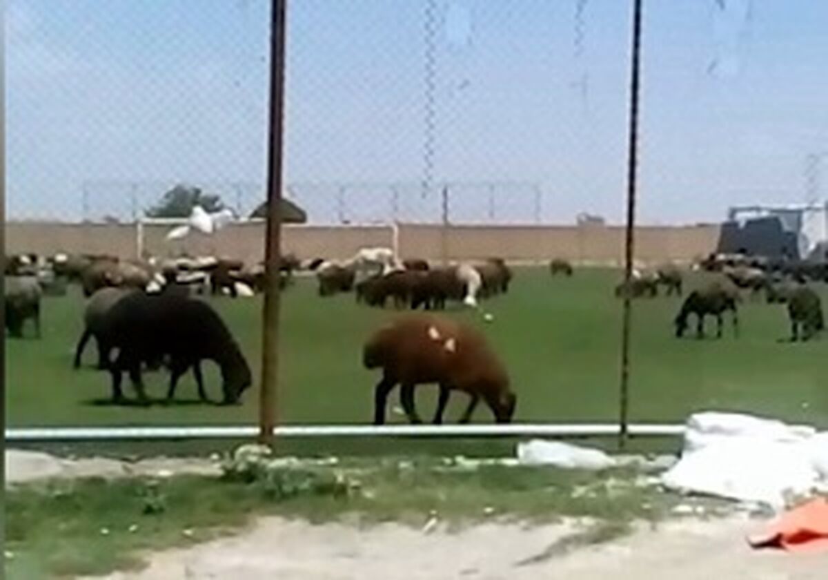 قیمت جدید دام‌ زنده امروز ۱۰ بهمن ماه ۱۴۰۴/ گوسفند ارزان تر شد