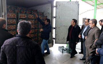 اولین محموله پرتقال تنظیم بازارشب عید وارد سردخانه های استان شد