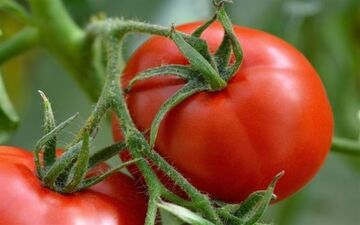  کاهش قیمت گوجه به ۳۶۰۰ تومان/ توزیع گسترده سیب‎زمینی در بازار