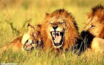 ویدیویی دیدنی از حمله شیرهای گرسنه به یک زرافه