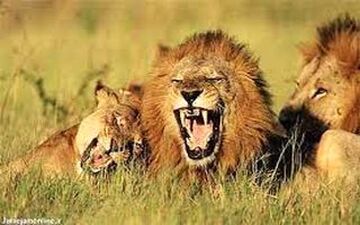 ویدیویی دیدنی از حمله شیرهای گرسنه به یک زرافه