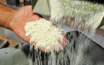 قیمت جدید برنج پاکستانی در بازار چند؟ + جدول
