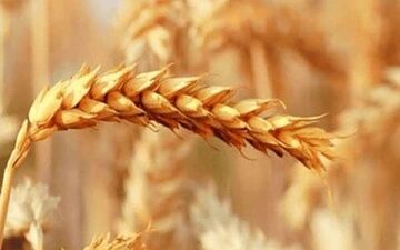 چرا نرخ خرید تضمینی گندم در حال تغییر است؟