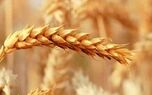 چرا نرخ خرید تضمینی گندم در حال تغییر است؟