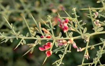 آشنایی با گیاه خار شتر