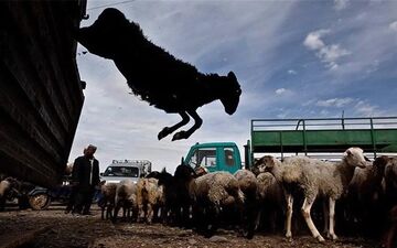 رئیس شورای تأمین دام: قیمت دام زنده در بازار ۳۰ درصد پایین آمد، اما گوشت ارزان نشد