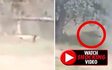ویدیو/ لحظه حمله مرگبار شیر به مرد جوان هندوستانی!