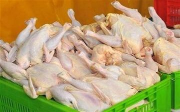 ارز ۴۲۰۰تومانی برداشته شود قیمت مرغ ۳۰هزار تومان می‌شود / تبعات‌گرانی بنزین کنترل نشد 