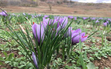 آغاز برداشت زعفران در روستای سیب چال + فیلم