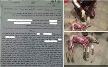 عاملین کشتار بی‌رحمانه 3 گرگ و 7 روباه در شبستر محکوم شدند