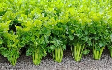 این سبزی شناخته شده ۳ برابر پرتقال ویتامین سی دارد 