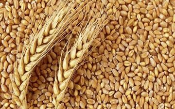 توضیح شرکت بازرگانی دولتی در باره گندم های وارداتی
