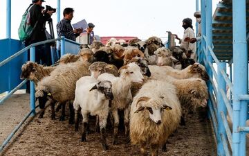 قیمت رسمی دام زنده اعلام شد 
