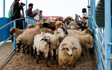 قیمت رسمی دام زنده اعلام شد 