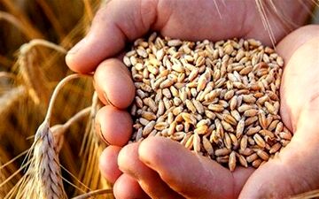 قیمت جهانی گندم کاهش یافت