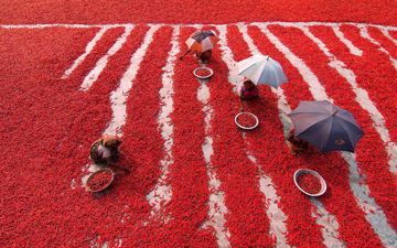 تصویری خاص از برداشت فلفل قرمز