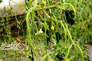 خسارت وارده به زراعت استاد اصفهان 