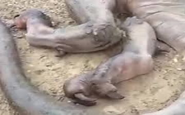 پشت پرده موجود وحشتناکی که پس از زلزله در کرمانشاه دیده شد