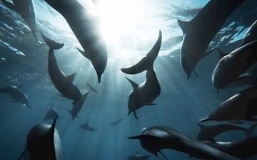  عکس منتخب نشنال جئوگرافیک | بازی محاصره