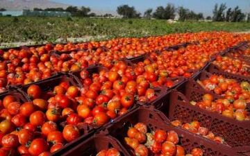 افزایش قیمت گوجه در بازار به رسم هرسال/ رشد 27 درصدی نسبت به سال گذشته 