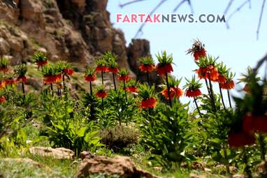 محسن عباسی‌فرد- ایرج الیاسی دالاهو