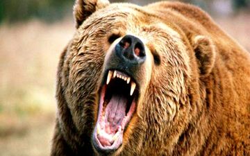 حمله خرس به چوپان کوهرنگی