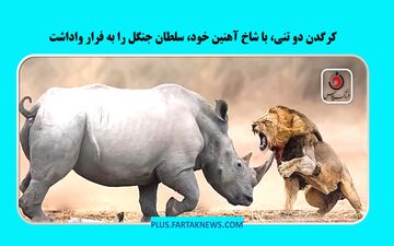 ویدیو | فرار شیر از برابر قدرت بی‌نظیر کرگدن
