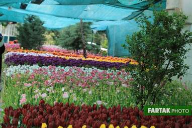 گزارش تصویری از پیاده راه لاله برای مادران 