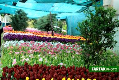 گزارش تصویری از پیاده راه لاله برای مادران 