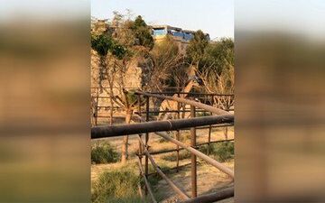  اولین زرافه‌هایی که به ایران آمدند+فیلم