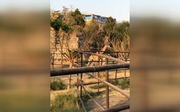  اولین زرافه‌هایی که به ایران آمدند+فیلم