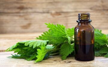 طرز استفاده از گزنه برای ریزش مو و سلامت پوست سر